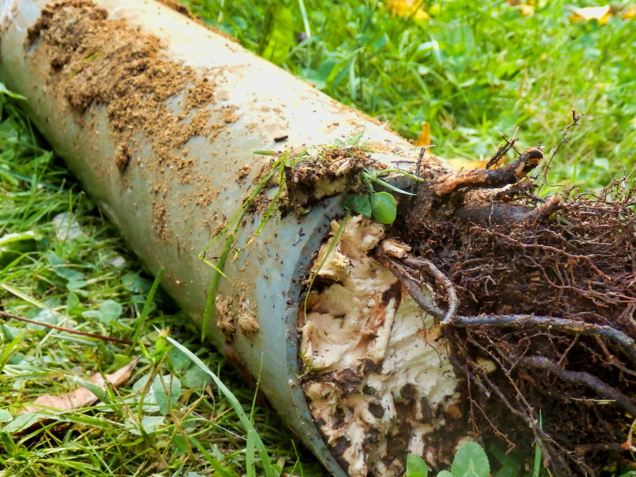 Tree roots, Sewer Backups.